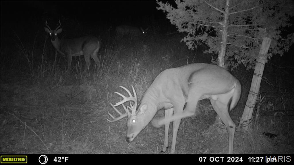 Photo 23 - Farm for sale – 0  Maries Road 407   Belle, MO