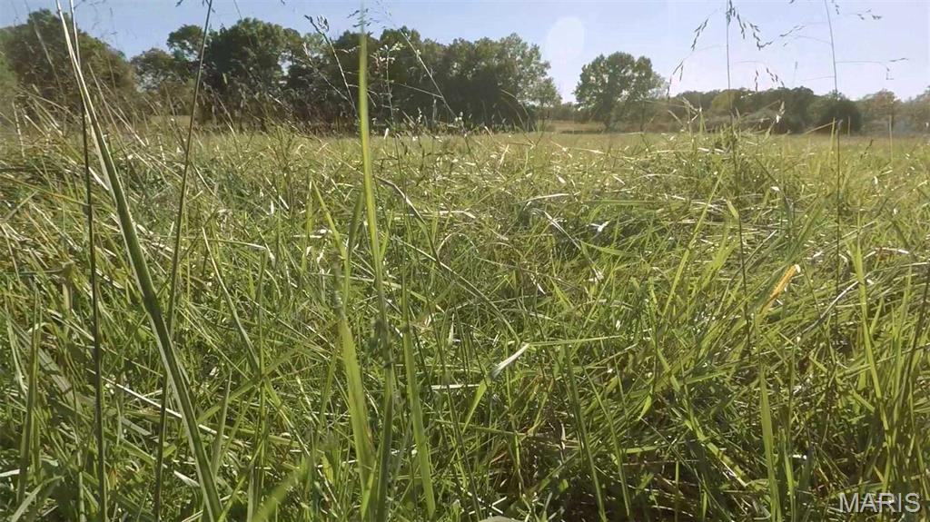 Photo 18 - Farm for sale – 0  Hwy 72/County Road 4080   Rolla, MO