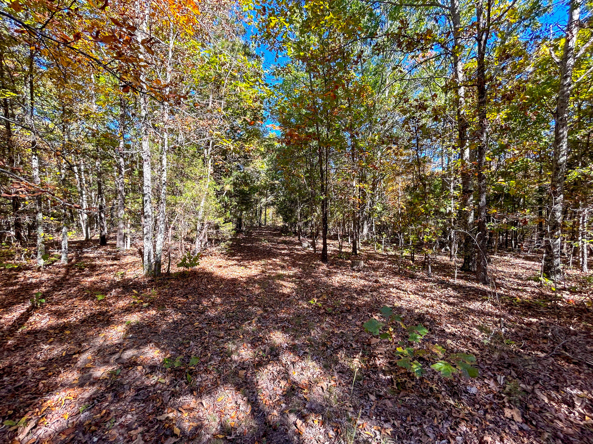 Photo 42 - Farm for sale – 8969  County Road 445   Winona, MO