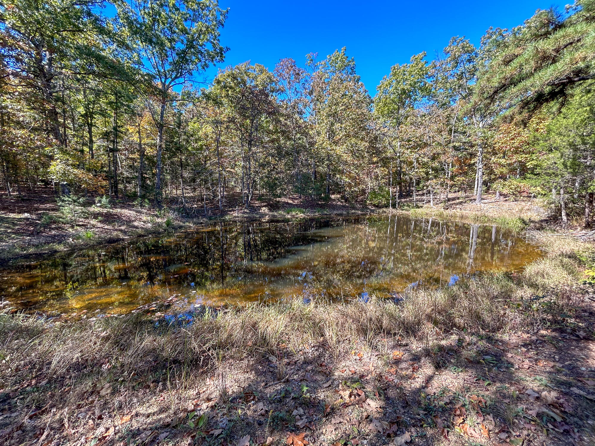 Photo 43 - Farm for sale – 8969  County Road 445   Winona, MO