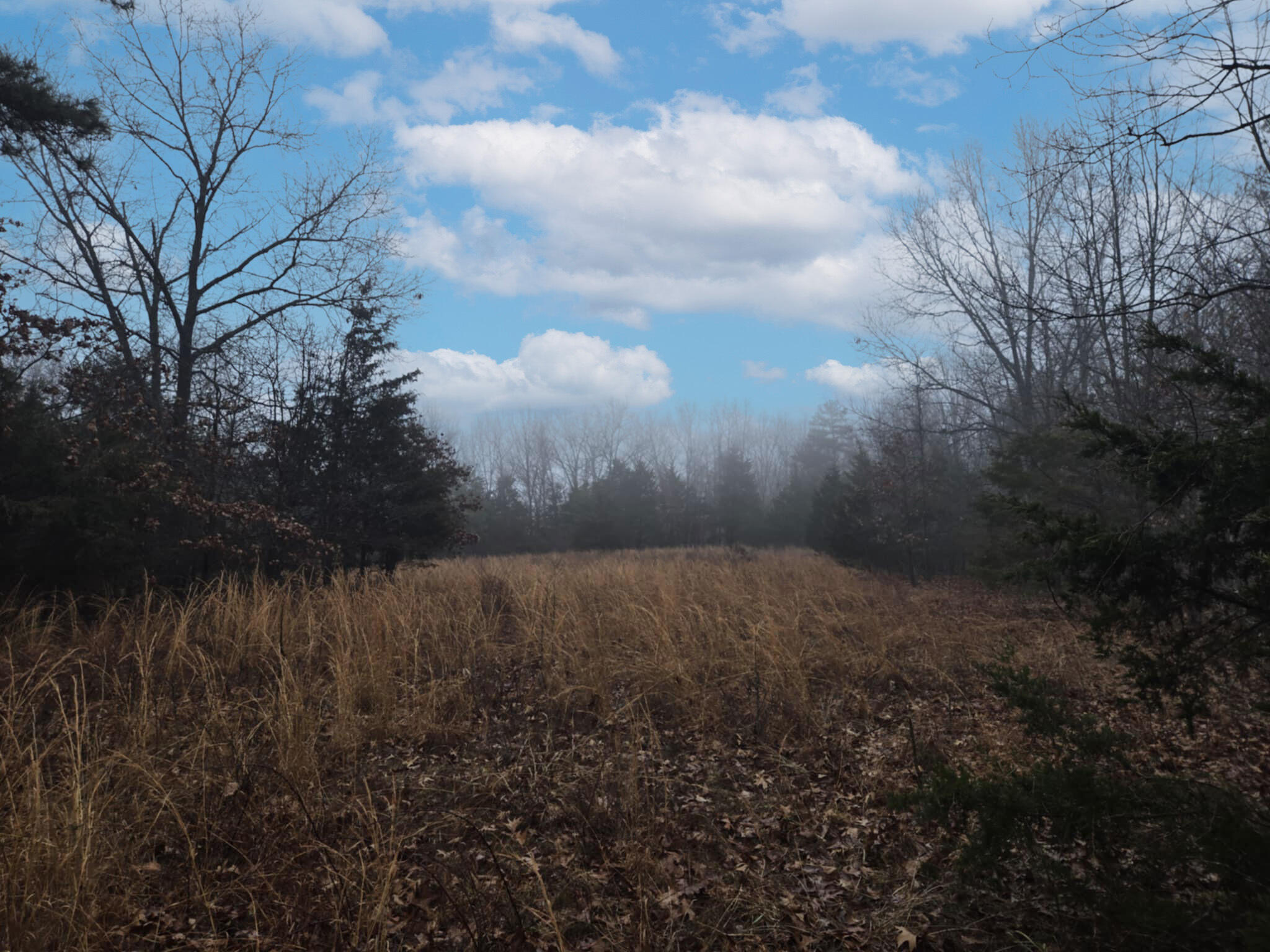 Photo 3 - Land for sale – 000  Stave Mill Road  Cabool, MO