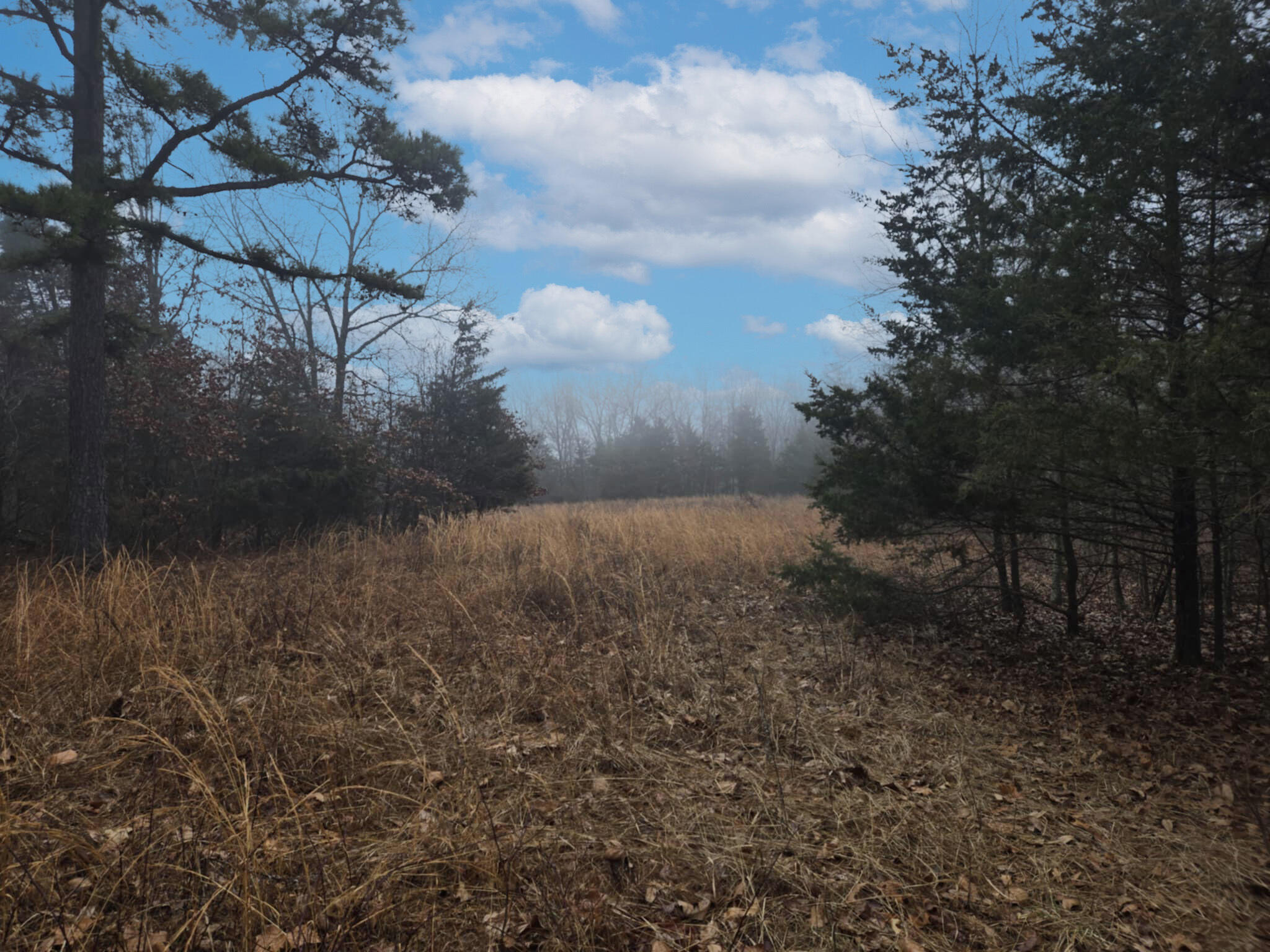 Photo 2 - Land for sale – 000  Stave Mill Road  Cabool, MO