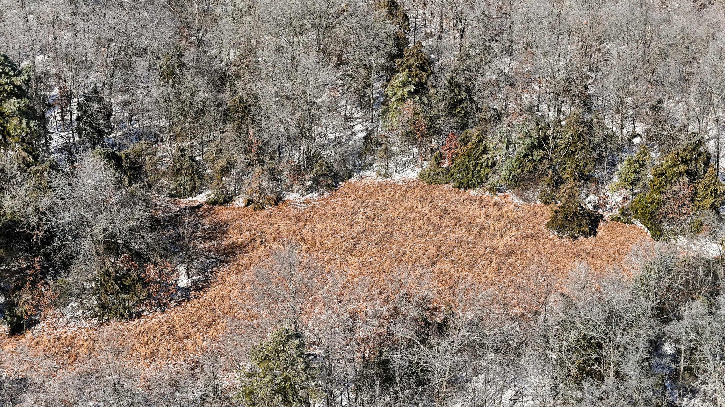 Photo 6 - Land for sale – 000  Stave Mill Road  Cabool, MO
