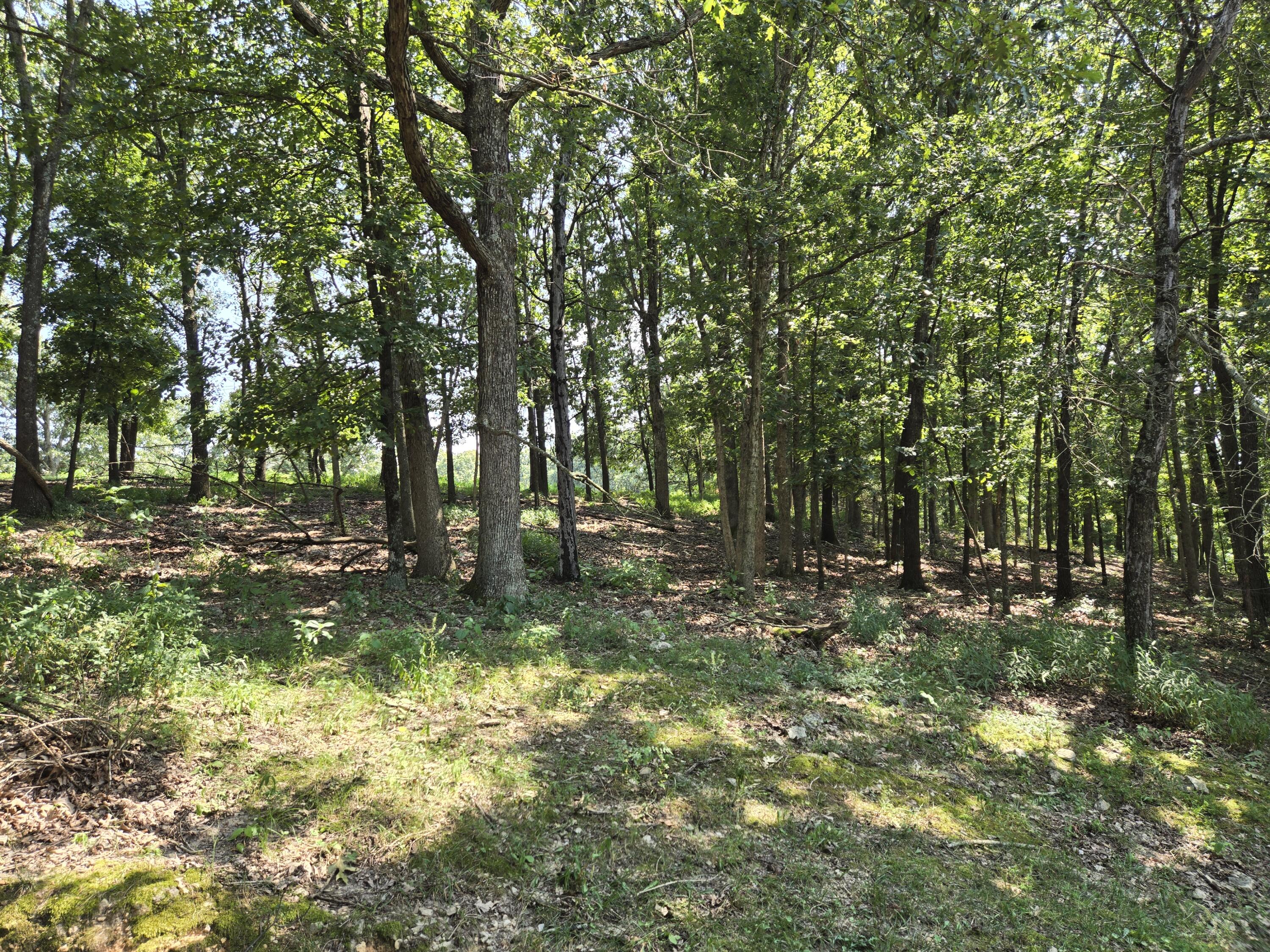 Photo 13 - Land for sale – 000  Highway 181   Cabool, MO