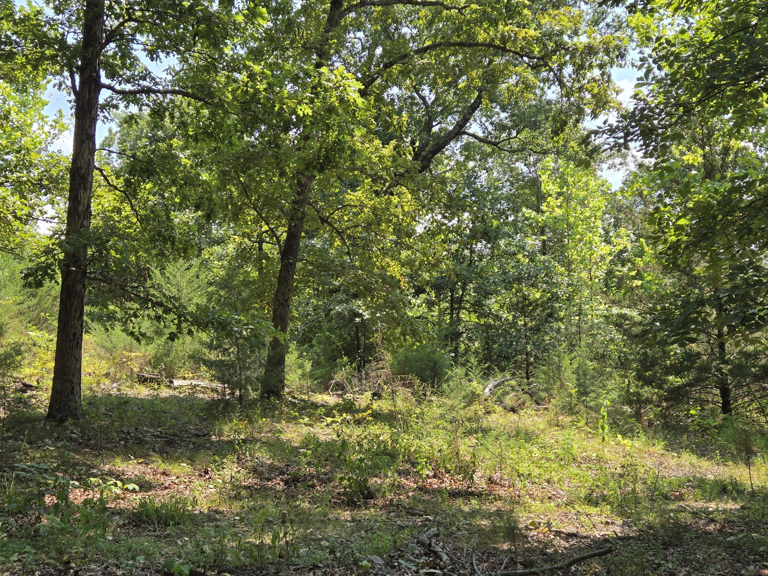 Photo 5 - Land for sale – 000  Highway 181   Cabool, MO