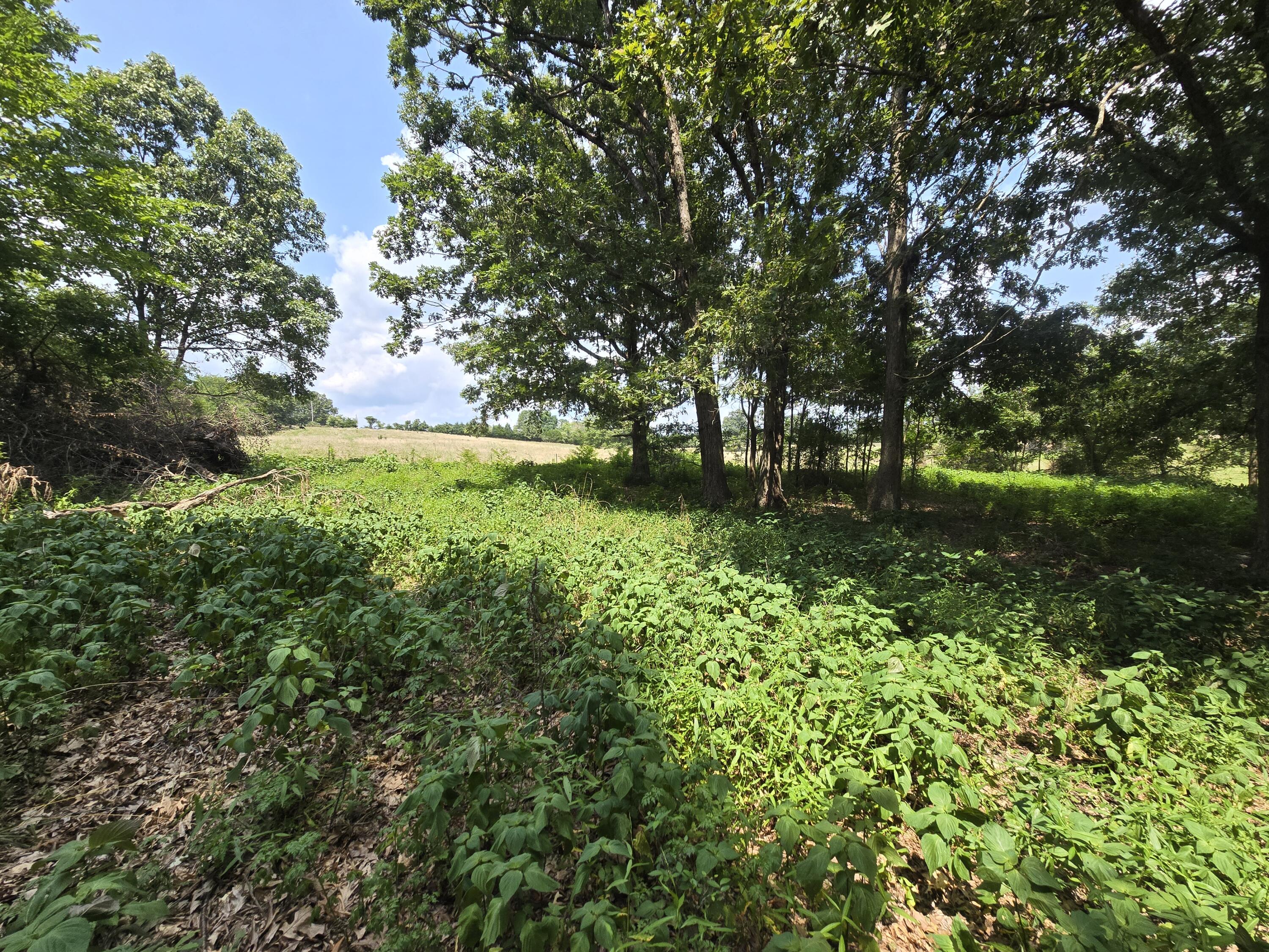 Photo 7 - Land for sale – 000  Highway 181   Cabool, MO