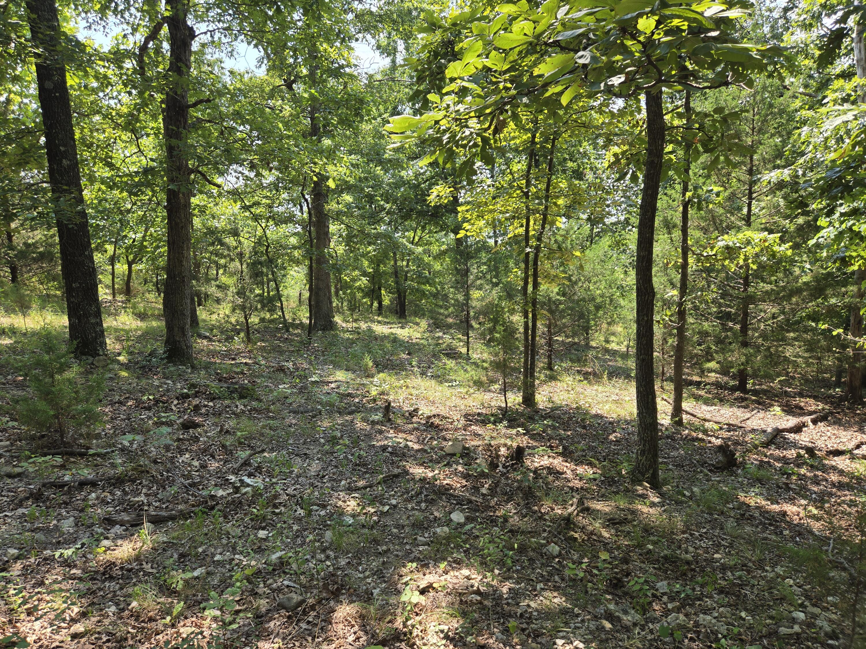 Photo 6 - Land for sale – 000  Highway 181   Cabool, MO