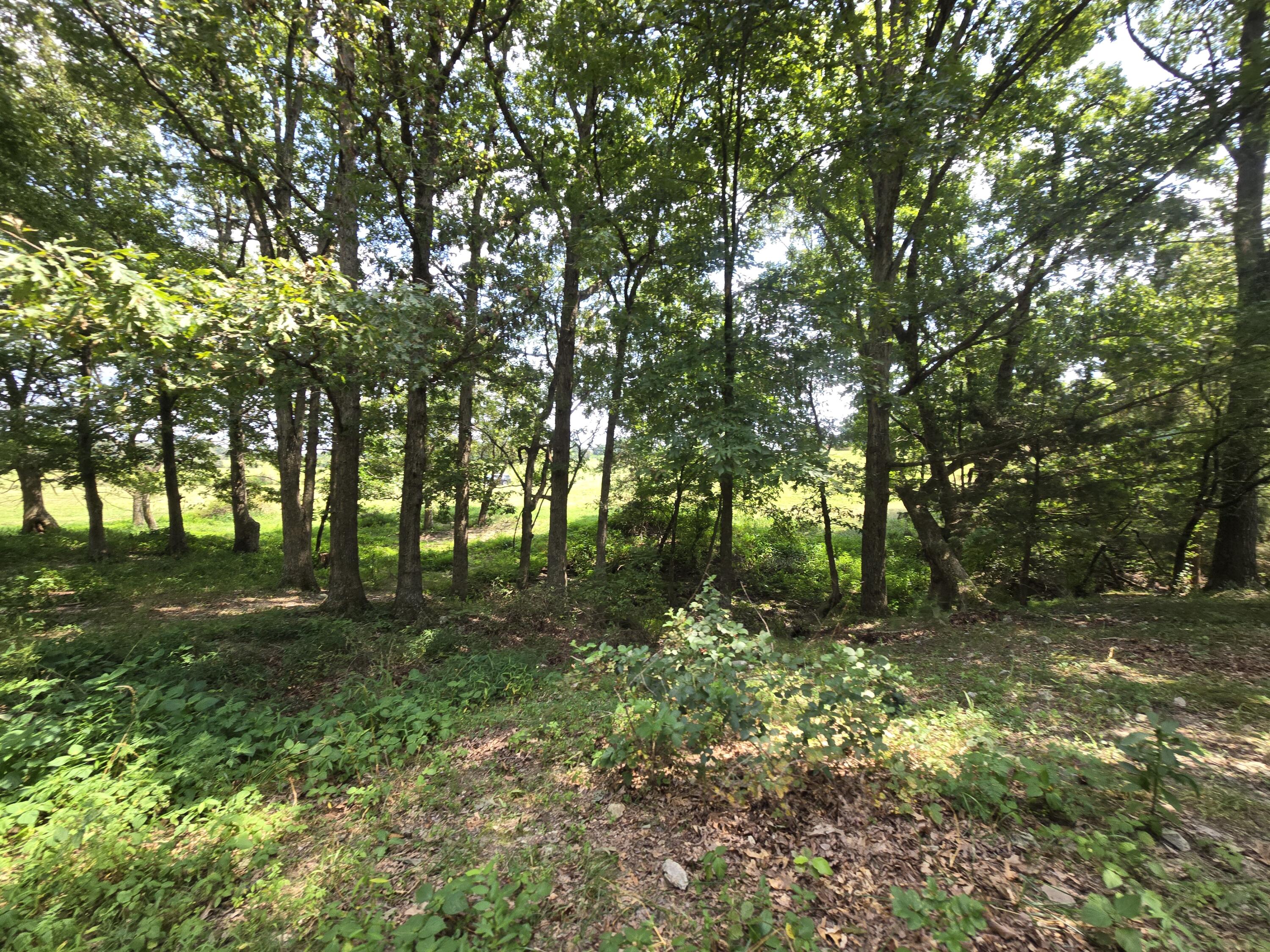 Photo 8 - Land for sale – 000  Highway 181   Cabool, MO