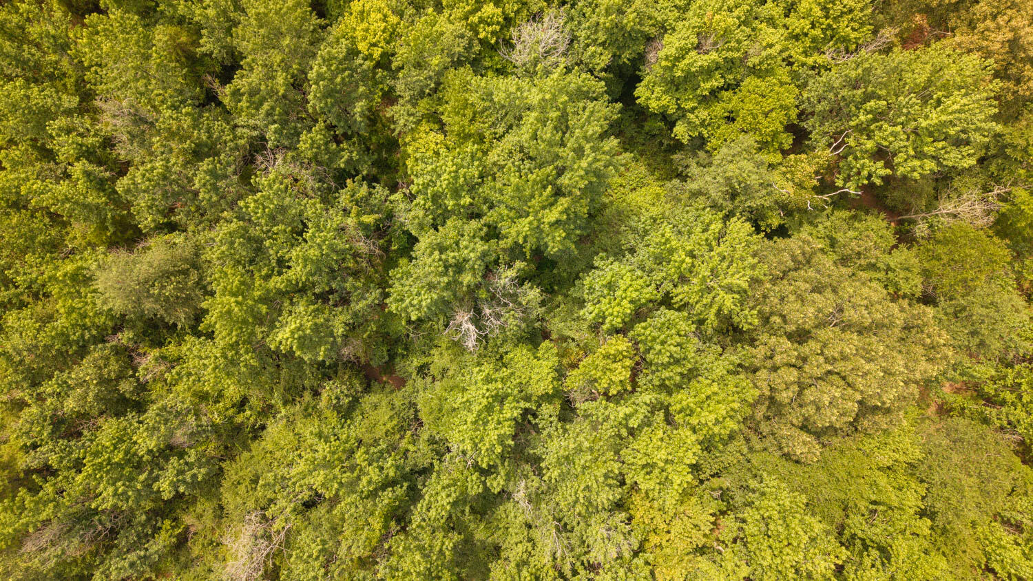 Photo 37 - Residential for sale – 0  Cannaday Flat Road   Hector, AR