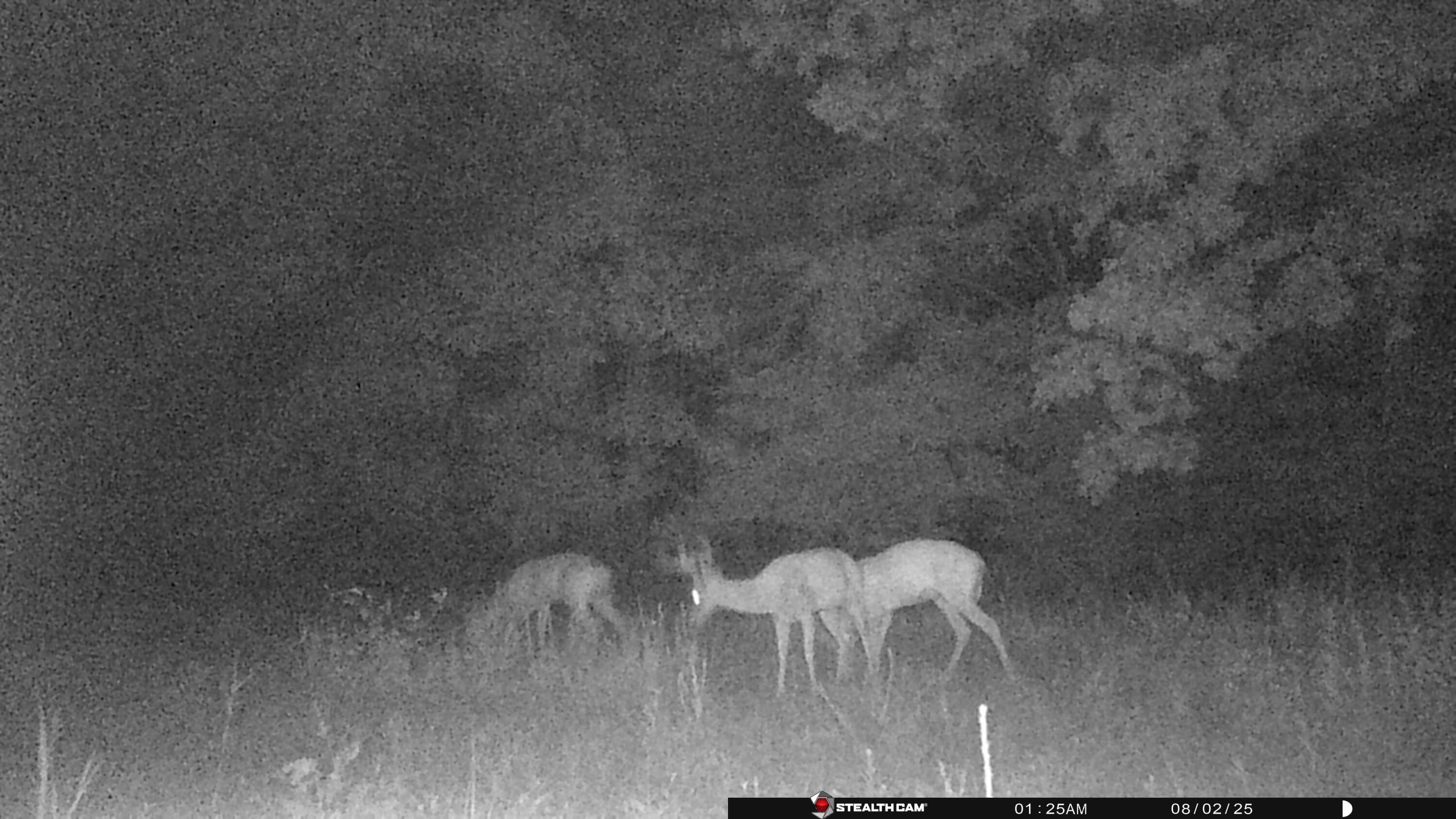 Photo 50 - Farm for sale – 0  Cannaday Flat Road   Hector, AR