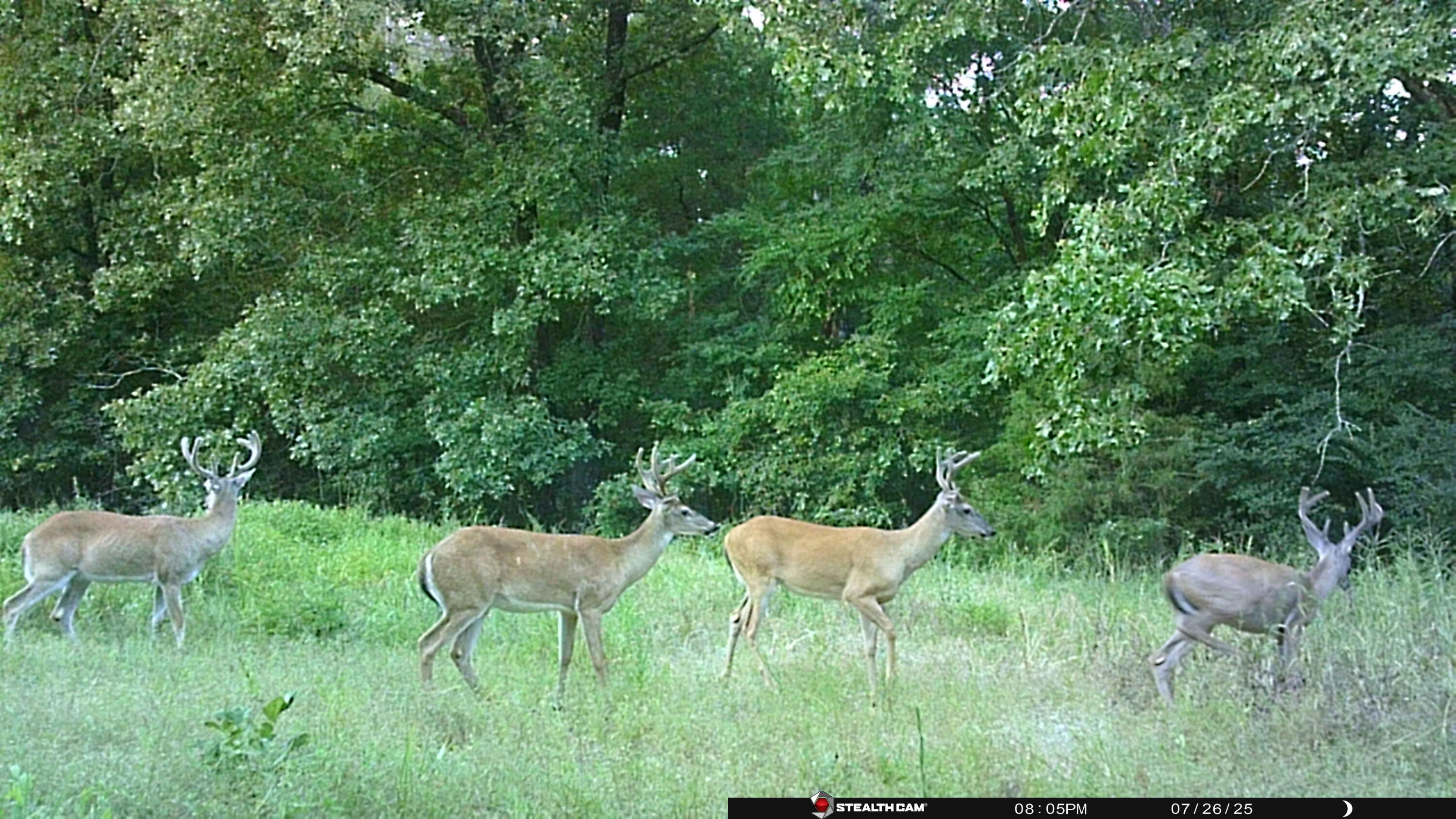 Photo 55 - Farm for sale – 0  Cannaday Flat Road   Hector, AR