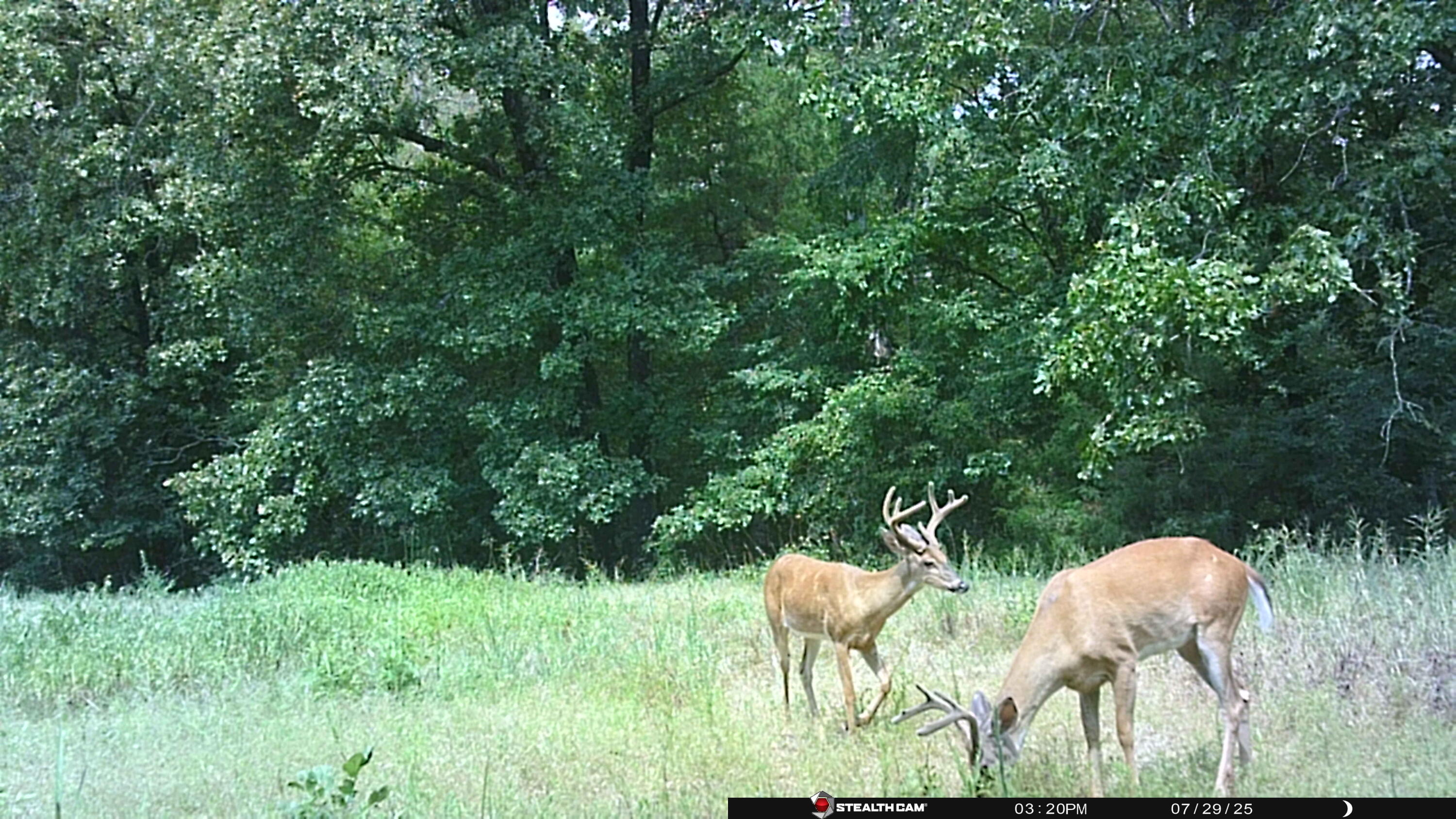 Photo 53 - Farm for sale – 0  Cannaday Flat Road   Hector, AR