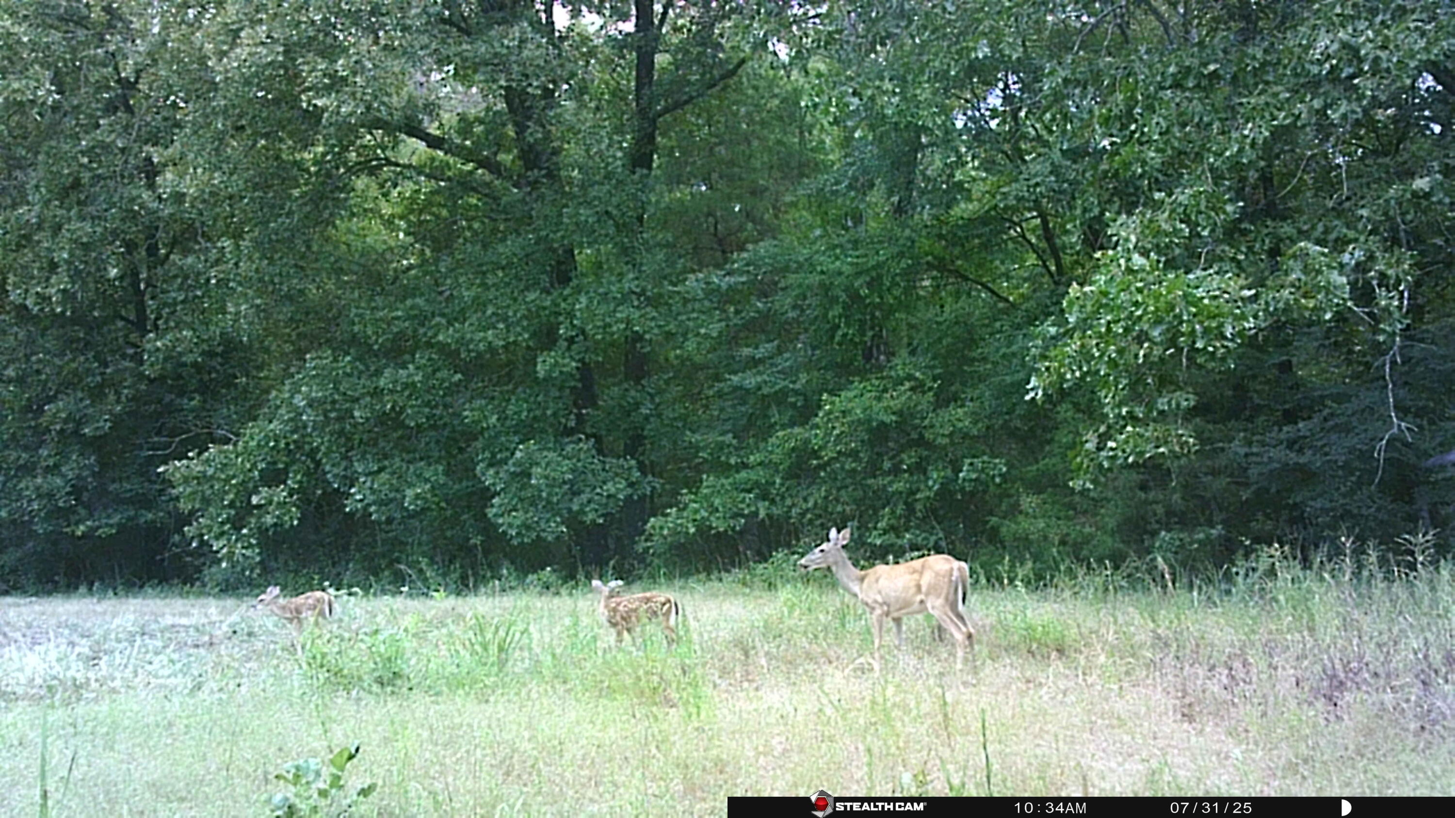 Photo 54 - Farm for sale – 0  Cannaday Flat Road   Hector, AR