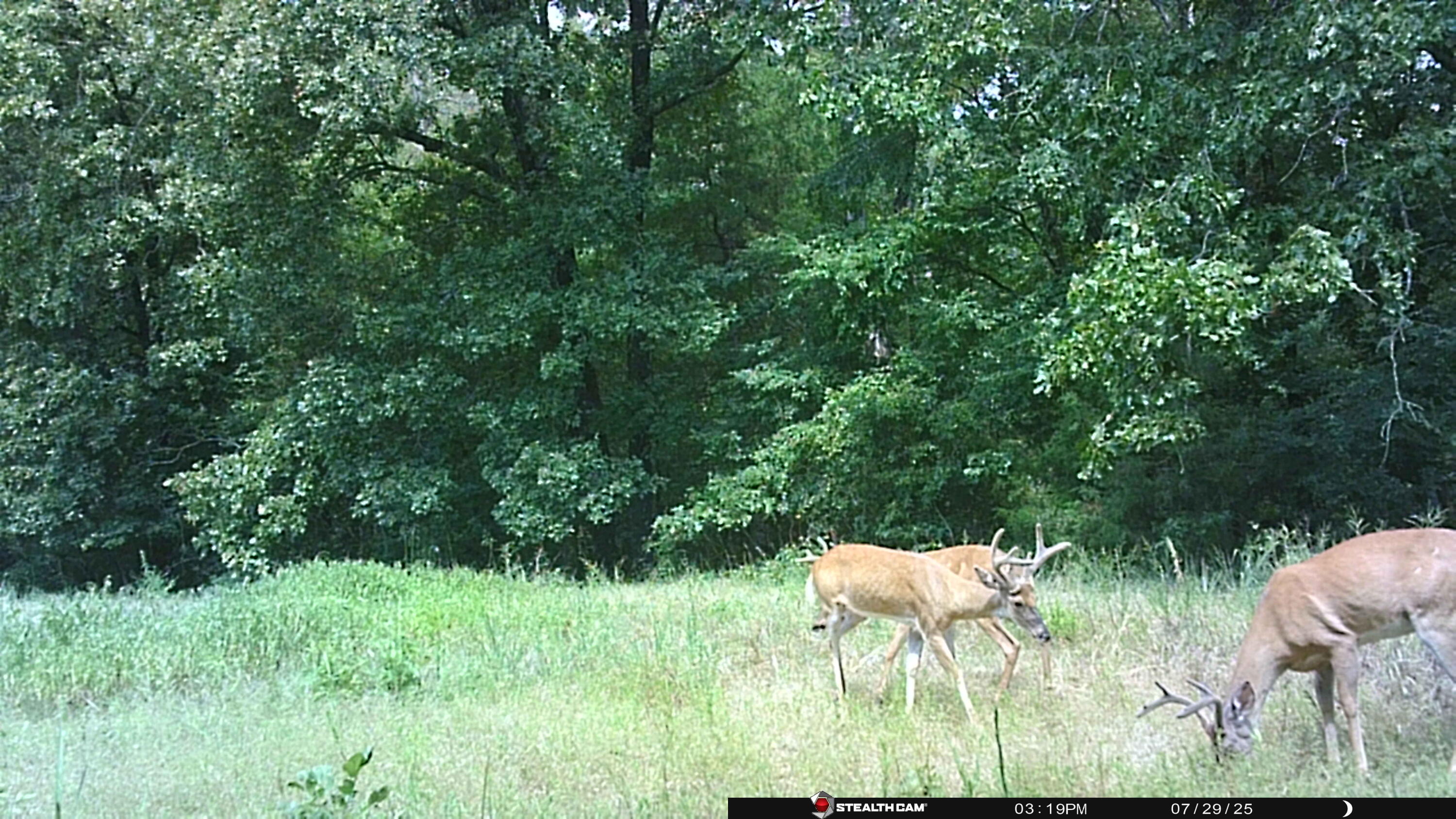 Photo 52 - Farm for sale – 0  Cannaday Flat Road   Hector, AR