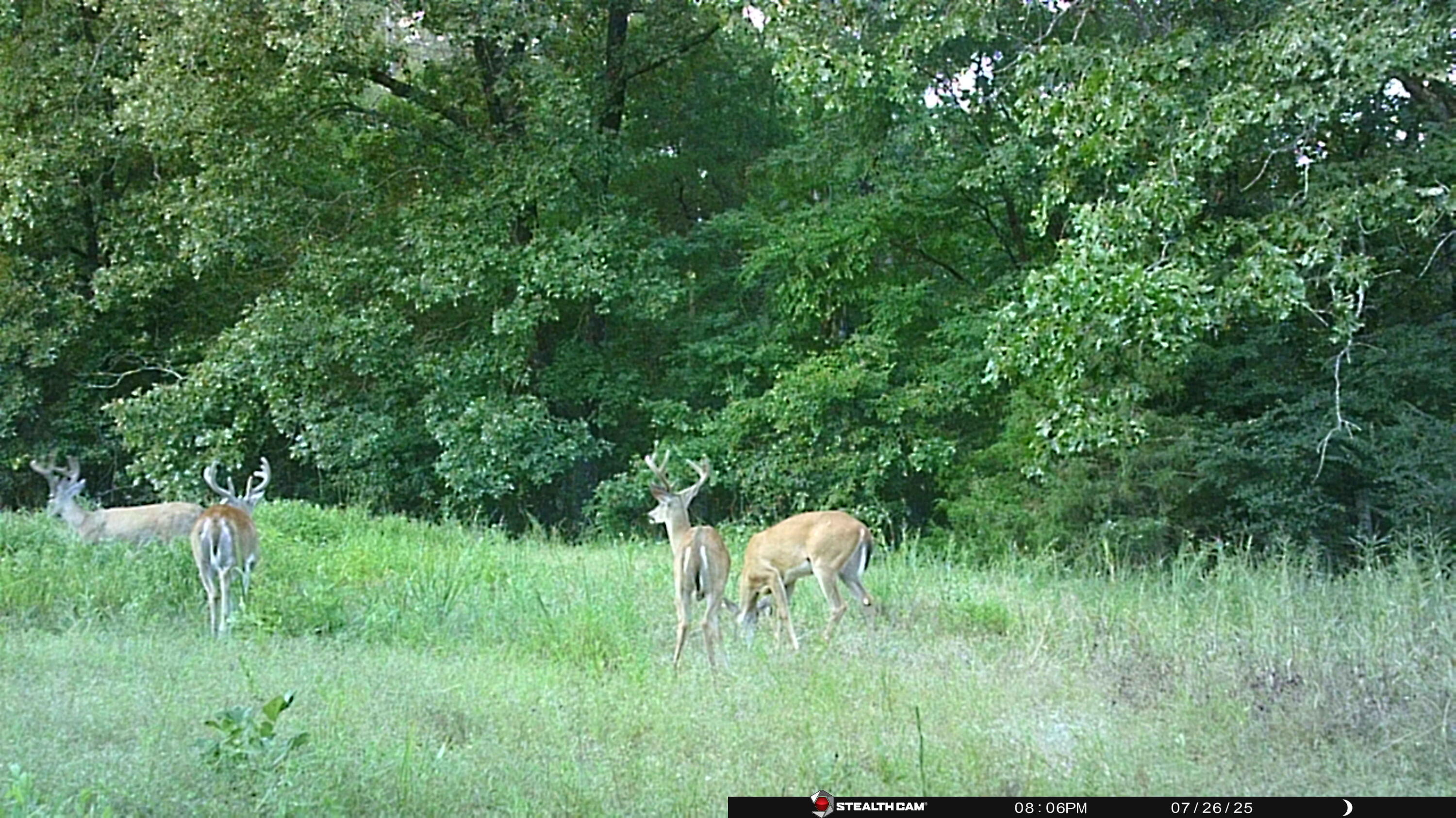 Photo 56 - Residential for sale – 1  Cannaday Flat Road   Hector, AR