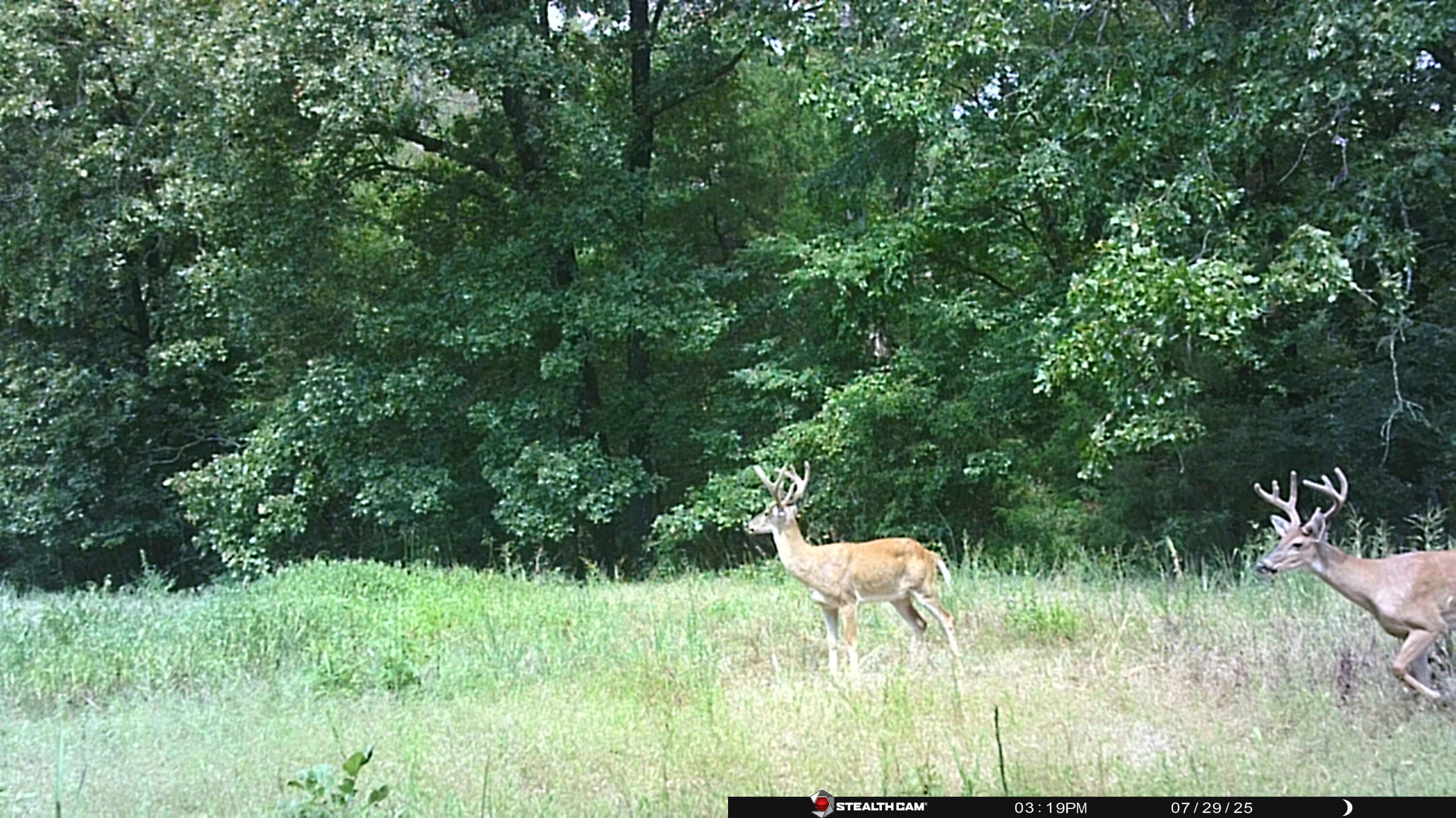 Photo 51 - Residential for sale – 1  Cannaday Flat Road   Hector, AR