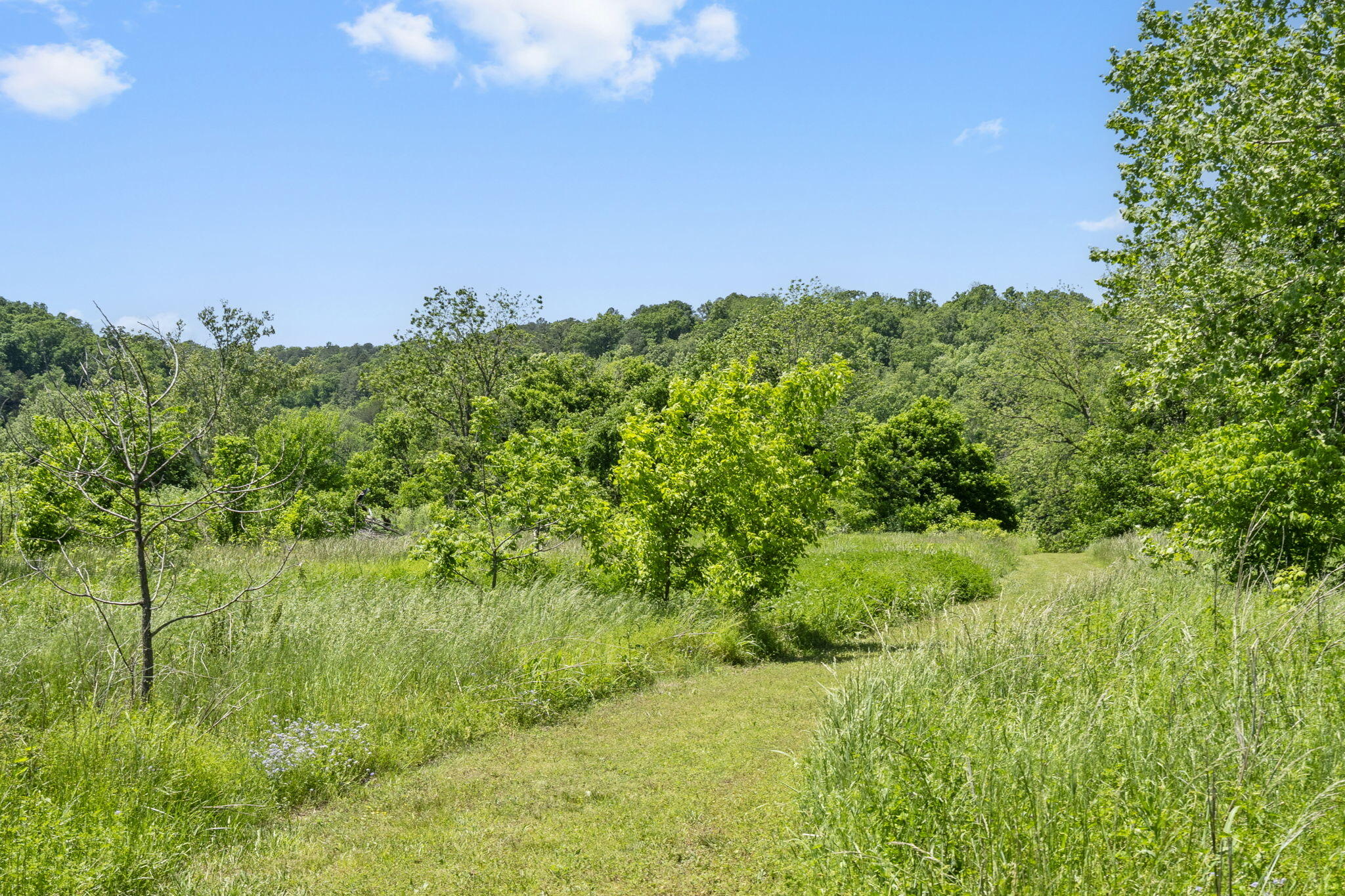 Photo 61 - Residential for sale – 267/271  Knox Lane 19+/- Acres Lane  Noel, MO